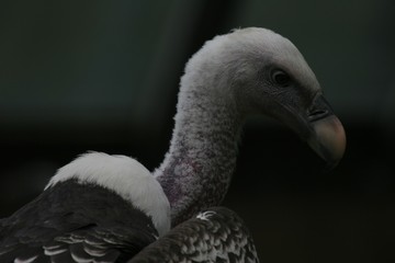 head of vulture