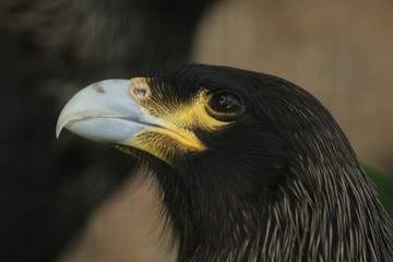 eagle eye