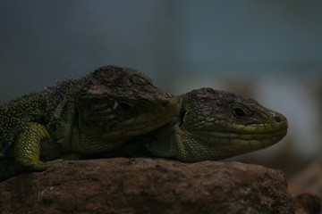 two lizards