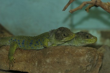 two lizards