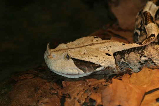 Gaboon Viper 2