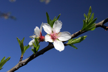 mandelblüte