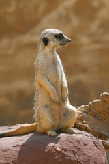 Fototapeta premium prairie dog