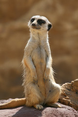 Fototapeta premium prairie dog front