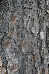 bark pattern