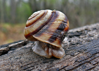snail 2