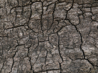 texture of dry tree 4