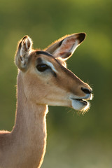 impala antelope