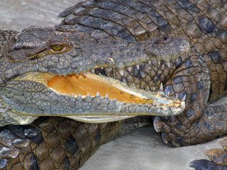 nile crocodile