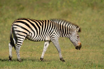 Fototapeta na wymiar plains zebras