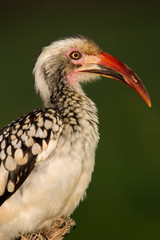 red-billed hornbill