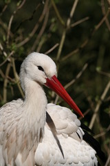 storch