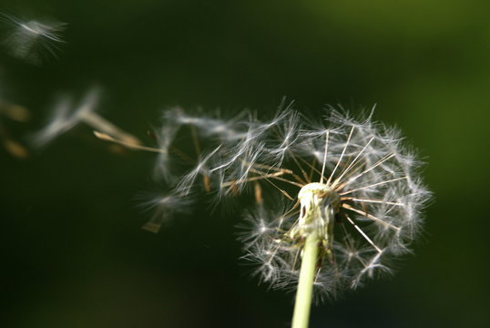 dandelion