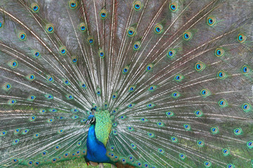 Naklejka premium male peacock