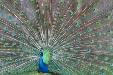 Fotobehang male peacock © Xavier MARCHANT
