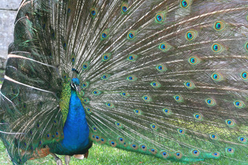 Obraz premium peacock with tail around head