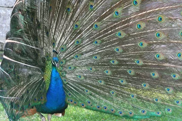 Fotobehang peacock with tail around head © Xavier MARCHANT