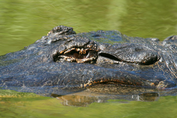 crocodile head