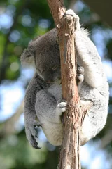 Glasschilderij Koala slapende koala