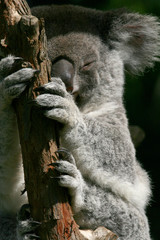 koala hands and feets