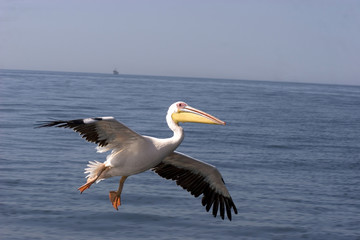 Fototapeta na wymiar pelikan w locie