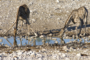 girafes en train de boire - etosha - namibie