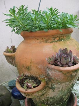 wunderbaum