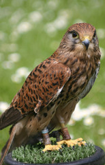 hawk
