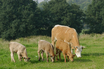 vache et petit veaux