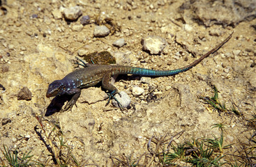 gecko im washington slagbaai nationalpark, bonaire