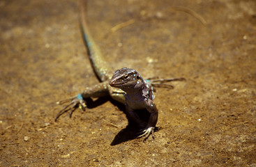 gecko im washington slagbaai nationalpark, bonaire