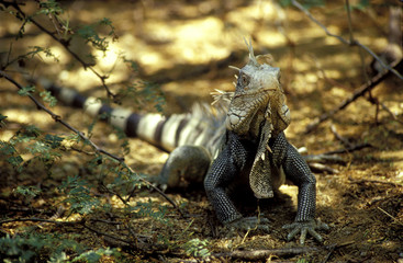 leguan im washington slagbaai nationalpark, bonaire