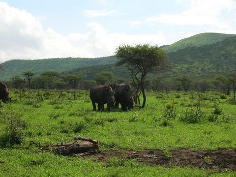 Fototapeta auf safari