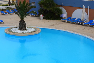 palm tree in pool
