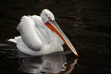 dalmatian pelican