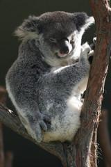 koala body sitting