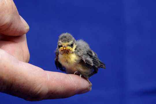 blue tit chick