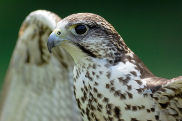   königsrauhfußbussard