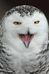 chouette harfang des neiges