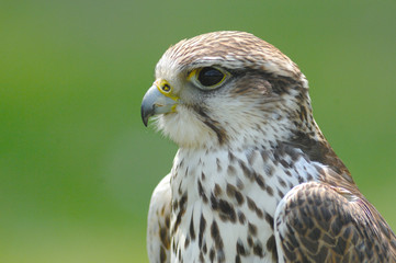 faucon busse bussard