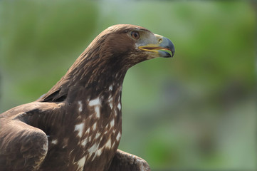 portrait of an eagle