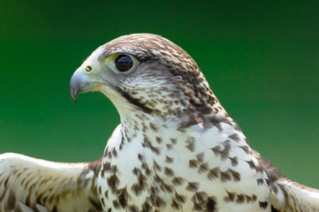the buzzards profile