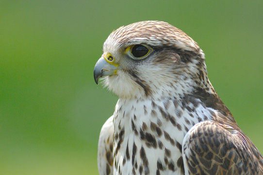 faucon busse bussard