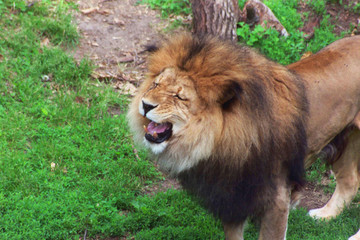 a lion's roar