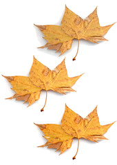 trio de hojas secas sobre fondo blanco