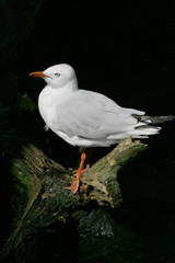 Fototapeta premium seagull