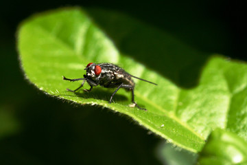 mouche