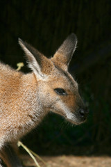 kingaroo head with ears