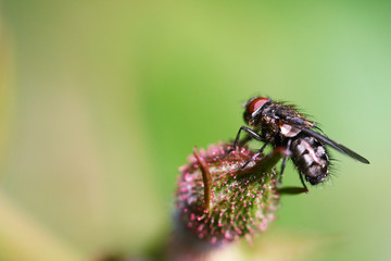 mouche