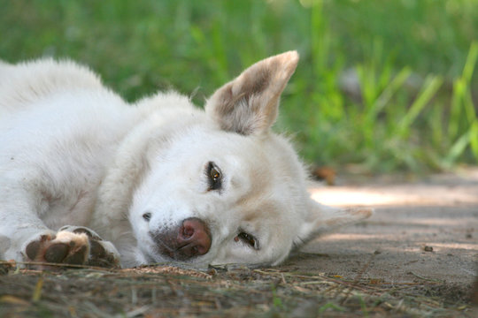 lonely wolf